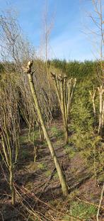 Knotwilgen  diversen maten en prijzen Schafterdijk 18 5556VK, Tuin en Terras, Planten | Bomen, Ophalen