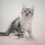 Maine Coon - chatons à vendre, Animaux & Accessoires, Vermifugé, Plusieurs animaux, 0 à 2 ans