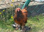 ukkelse baardkriel duizendkleur haantjes 4 st, Dieren en Toebehoren, Pluimvee