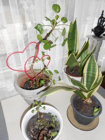plantjes beschikbaar voor biedingen