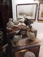 Taxydermie vogels, Ophalen