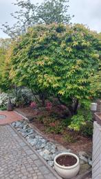 japanse esdoorn acer, Jardin & Terrasse, Plantes | Arbres, En pot, 250 à 400 cm, Printemps, Enlèvement