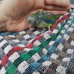 Baby forpus groen, Dieren en Toebehoren, Vogels | Parkieten en Papegaaien