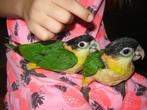 Jonge supertamme Zwartkopcaique`s/papegaaien., Mannelijk, Papegaai