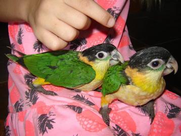 Jonge supertamme Zwartkopcaique`s/papegaaien. beschikbaar voor biedingen