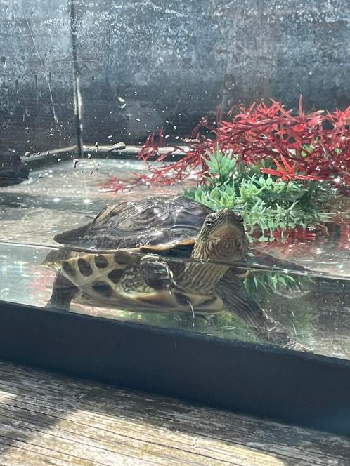Te koop: Valse kaartwaterschildpad + aquarium en accessoires, Dieren en Toebehoren, Vissen | Aquaria en Toebehoren, Zo goed als nieuw