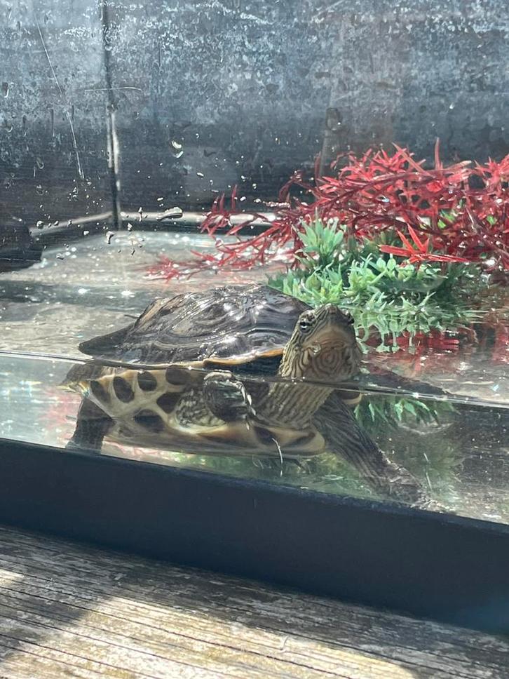 Te koop: Valse kaartwaterschildpad + aquarium en accessoires, Dieren en Toebehoren, Vissen | Aquaria en Toebehoren, Zo goed als nieuw
