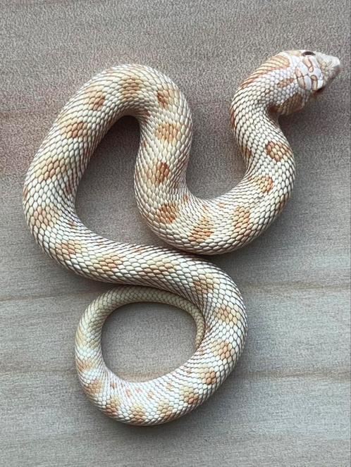 Westelijke haakneusslang, 8 maand, soort: Albino Conda, Dieren en Toebehoren, Reptielen en Amfibieën, Slang, 0 tot 2 jaar, Tam