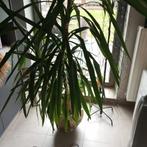 Yuka plant, Enlèvement ou Envoi