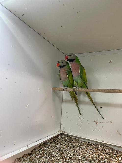 2-0 roseborst baardparkieten ( in nl ), Dieren en Toebehoren, Vogels | Parkieten en Papegaaien, Mannelijk, Geringd