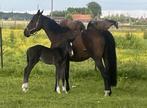 nabab de reve fokmerrie, Dieren en Toebehoren, Paarden, Merrie, Springpaard, Niet van toepassing, 11 jaar of ouder