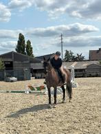 Lieve ella zoekt een halve stal!, Dieren en Toebehoren, Merrie