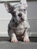 Zeer Mooi Lilac Merle Tan Frans Bulldog Reutje, 11 weekjes, CDV (hondenziekte), Meerdere, Bulldog, 8 tot 15 weken