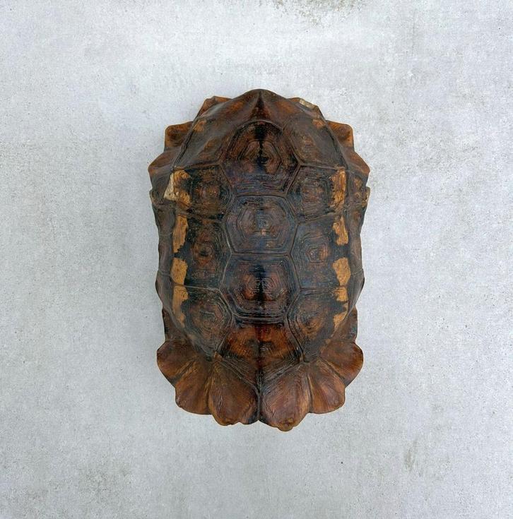 Antiek schildpadschild - taxidermie schild - Landschildpad, Antiek en Kunst, Curiosa en Brocante, Ophalen of Verzenden