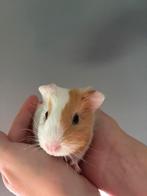 Cavia, Dieren en Toebehoren, Knaagdieren, Cavia, Augustus, Meerdere dieren, Tam