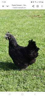 Cemani, Dieren en Toebehoren, Vogels | Overige Vogels, Meerdere dieren, Tropenvogel, Geringd