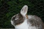 Kleurdwerg voedster konijn, Dieren en Toebehoren, Klein, Meerdere dieren, 0 tot 2 jaar, Hangoor