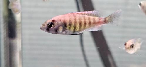 Pundamilia Neyererei victoria cichliden hobbykweek, Dieren en Toebehoren, Vissen | Aquariumvissen, Zoetwatervis, Vis