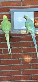 Halsbandparkieten BronzeFallow, Dieren en Toebehoren, Vogels | Parkieten en Papegaaien, Meerdere dieren, Parkiet, Geringd