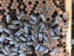 Carnica Koninginnen, Dieren en Toebehoren, Bijen