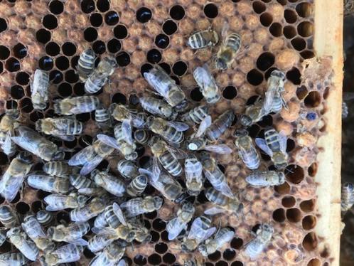 Carnica Koninginnen, Dieren en Toebehoren, Insecten en Spinnen, Bijen