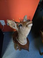 Taxidermie., Enlèvement