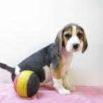 Beagle - speelse pups te koop (Belgisch), België, Beagle, Handelaar, CDV (hondenziekte)