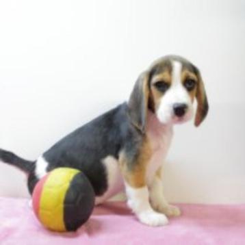 Beagle - speelse pups te koop (Belgisch) beschikbaar voor biedingen