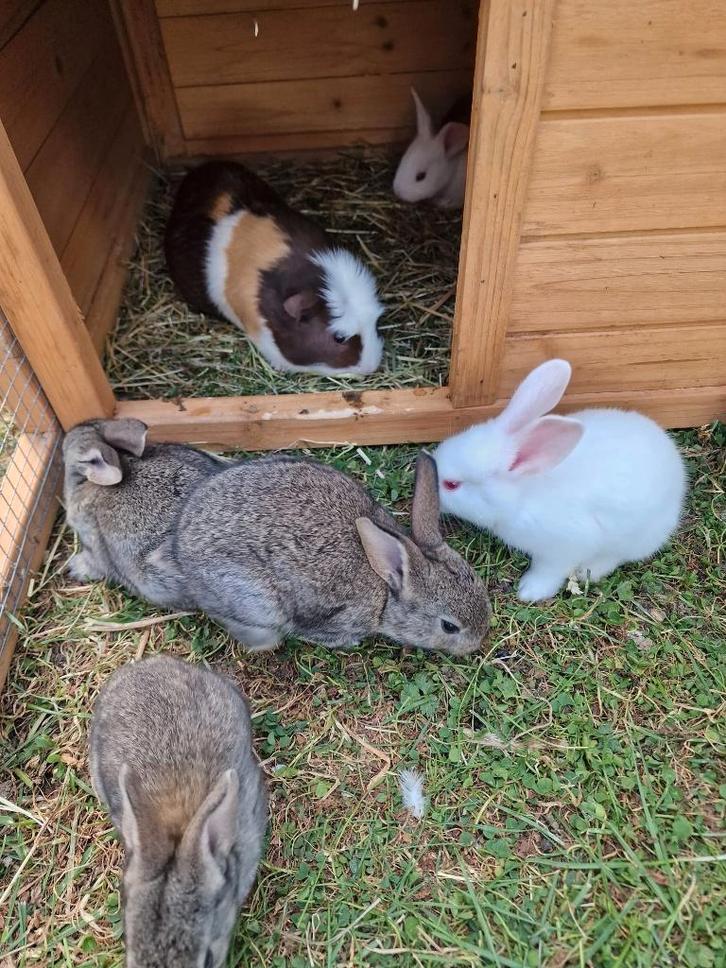 Divers lapins géants allemands à vendre, Animaux & Accessoires, Lapins, Grand, Plusieurs animaux, 0 à 2 ans