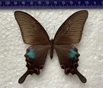 Papilio bianor, vrouwelijk,  Laos Houaphan, HALVE PRIJS, Verzamelen, Ophalen of Verzenden, Zo goed als nieuw, Insect, Opgezet dier