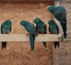 Blauwe Kakariki Jonge 2025, Dieren en Toebehoren, Vrouwelijk, Parkiet, Geringd