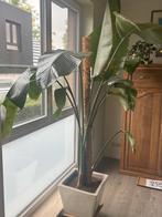 Strelitzia Nicolai met aarden pot, Huis en Inrichting, Kamerplanten, Ophalen, Overige soorten, In pot, Bloeiende kamerplant