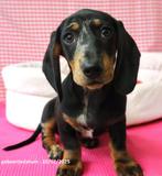 Super leuke Teckel pups!, Dieren en Toebehoren, Standaard, 15 weken tot 1 jaar, CDV (hondenziekte), Meerdere