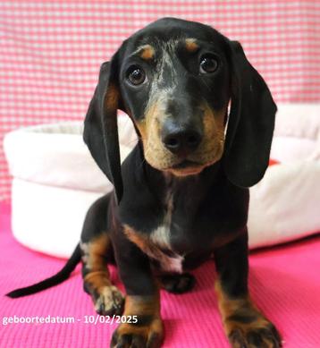 Chiots teckel super mignons !, 15 semaines à 1 an, Étranger, Poils courts, Standard