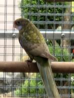 Rosella's '25, Dieren en Toebehoren, Meerdere dieren, Parkiet, Geringd