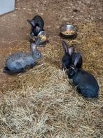 Vlaamse reuzen 9 weken, Dieren en Toebehoren, Konijnen