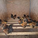 Antwerpse Baardkriel mooie hanen gratis, Dieren en Toebehoren, Kip