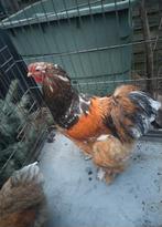 Brahma  haan, Dieren en Toebehoren, Pluimvee, Mannelijk, Kip