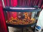 Grote gebogen aquarium 350 liter volledig in orde, Ophalen
