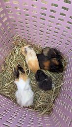 Cavias, Dieren en Toebehoren, Juni, Meerdere dieren, Cavia