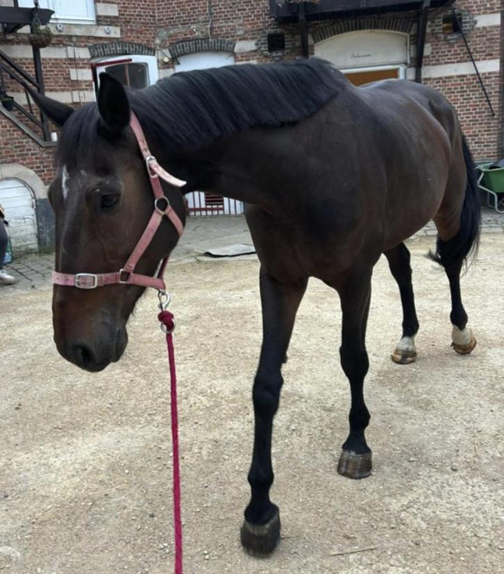 BWP Merrie (7 jaar) – (oscar the homage x hokina van het ru), Dieren en Toebehoren, Paarden, Merrie, 7 tot 10 jaar, Recreatiepaard