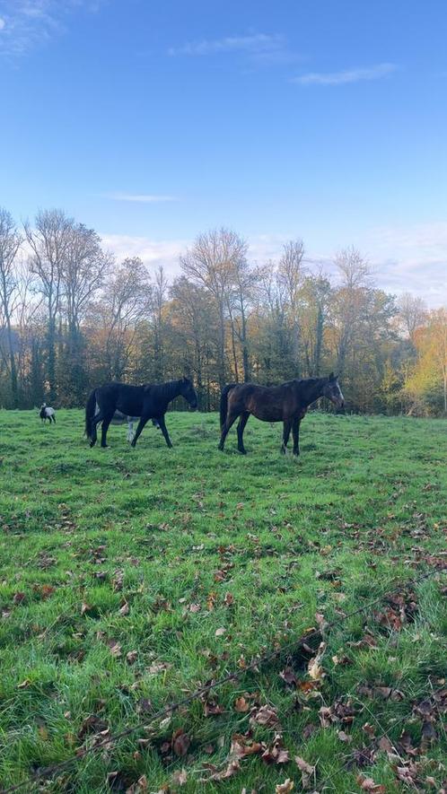 Halve stal gezocht, Dieren en Toebehoren, Paarden