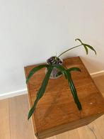 Philodendron Holtonianum, Ophalen of Verzenden