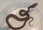 Microscale korenslangen - Pantherophis guttatus, Dieren en Toebehoren, Slang, Tam, 0 tot 2 jaar