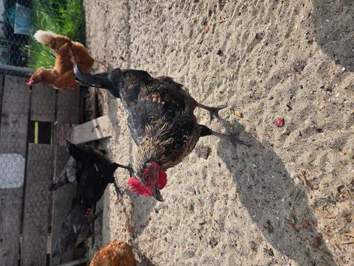Haantje kleurlegger, Dieren en Toebehoren, Pluimvee