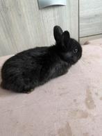 Dwergkonijntje ram, Dieren en Toebehoren, Mannelijk, Dwerg, 0 tot 2 jaar