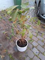 Speciale kamerplant - speciaal blad - Kopen of ruilen, Ophalen