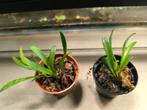 specklinia grobyi zuid amerikaanse mini orchidee, Ophalen of Verzenden