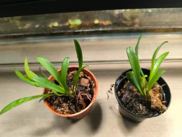 specklinia grobyi zuid amerikaanse mini orchidee beschikbaar voor biedingen