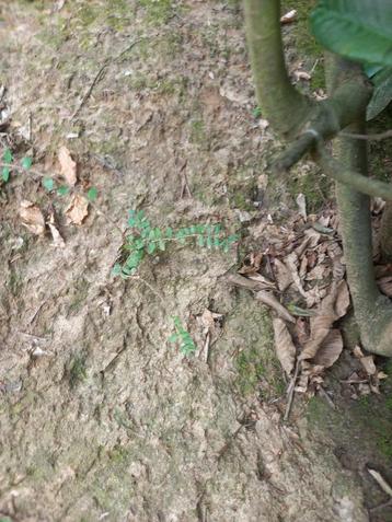 Gratis Lonicera nitida beschikbaar voor biedingen